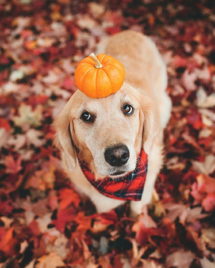 #dog
