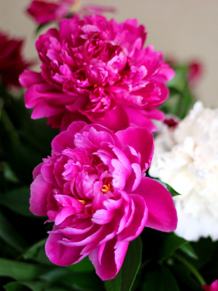 Beautiful pionies
