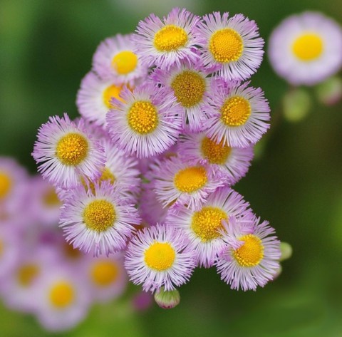 plant, irada háttérképek