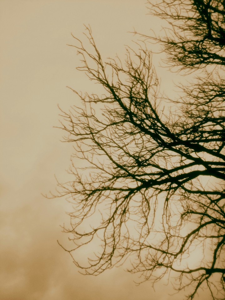 old Tree