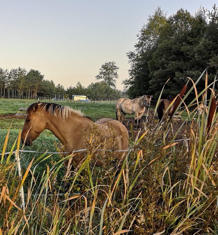 horse