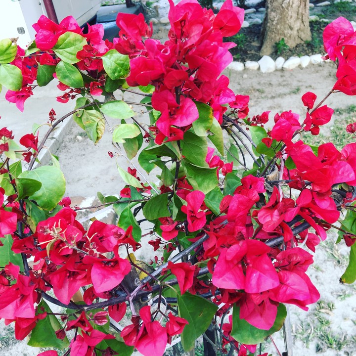 bougainvillea