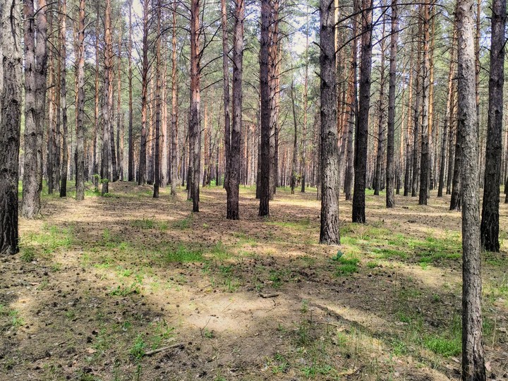 Сосновый лес