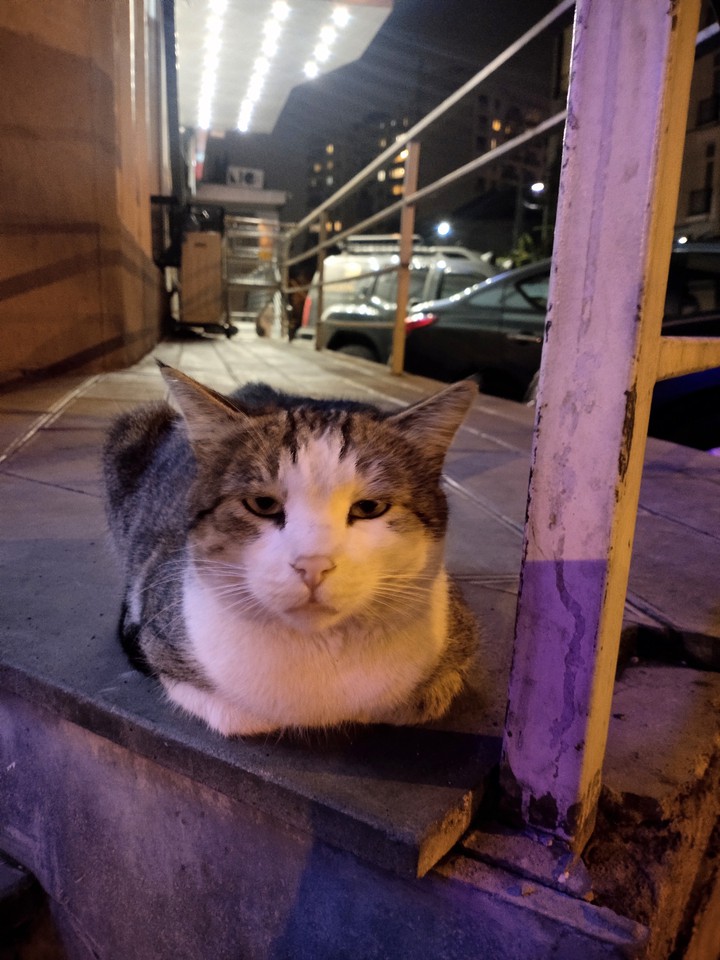 cat