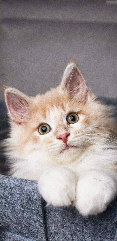 ?? Cat??