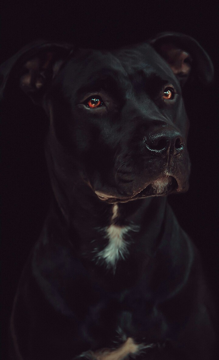 pit bull