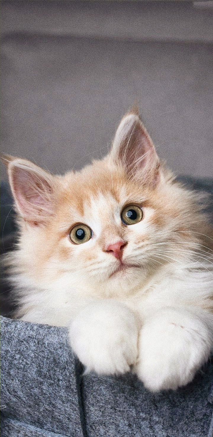 ?? Cat??