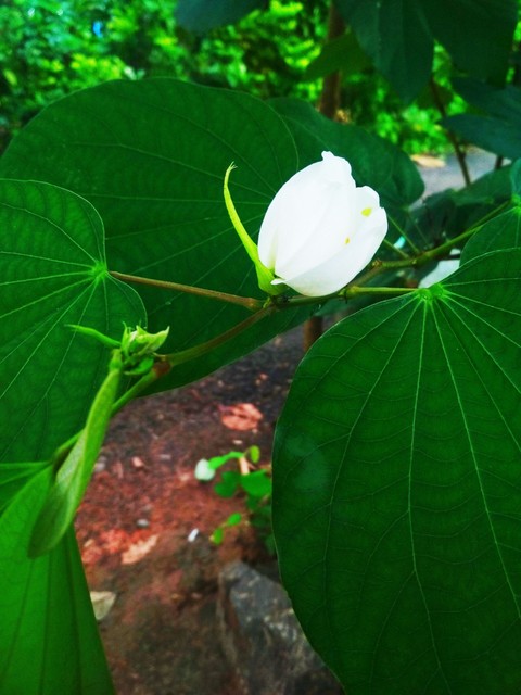 flower