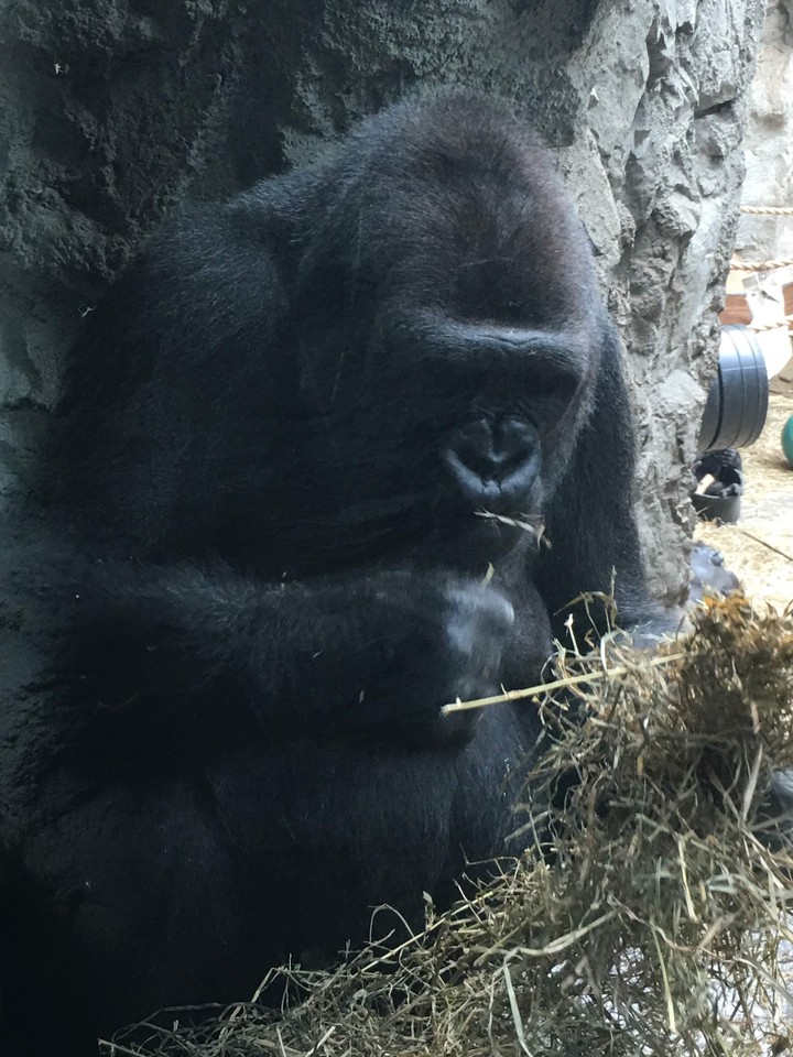 zoo