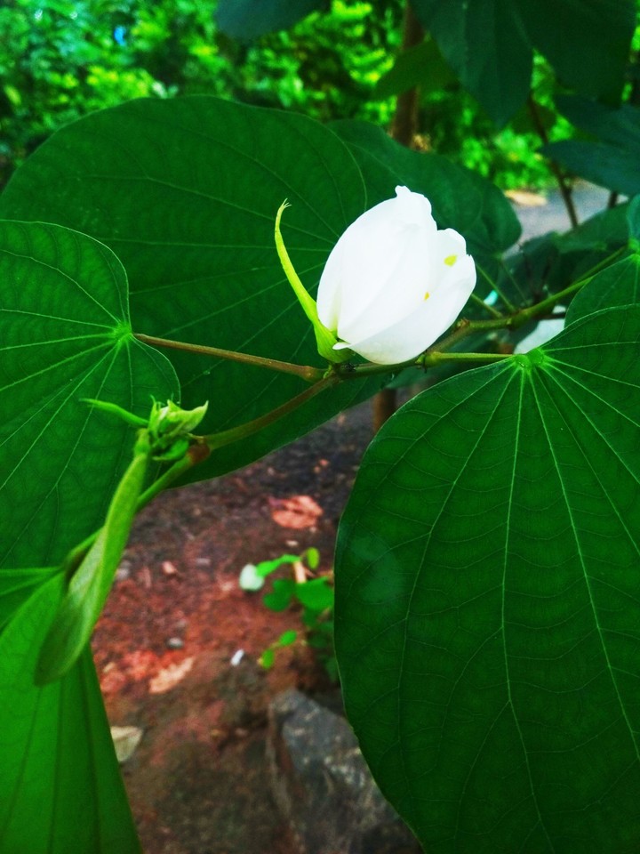 flower