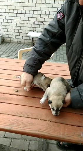 Mom Yucca and her kids)))