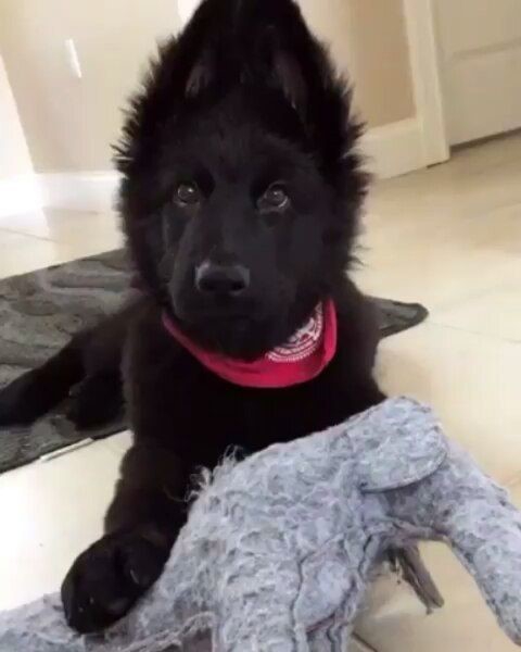 Funny dog