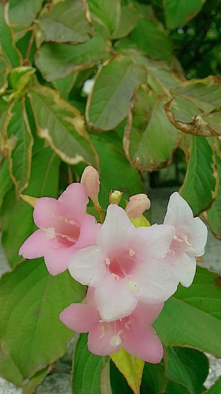we love little flowers