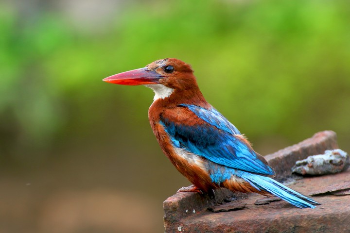 kingfisher