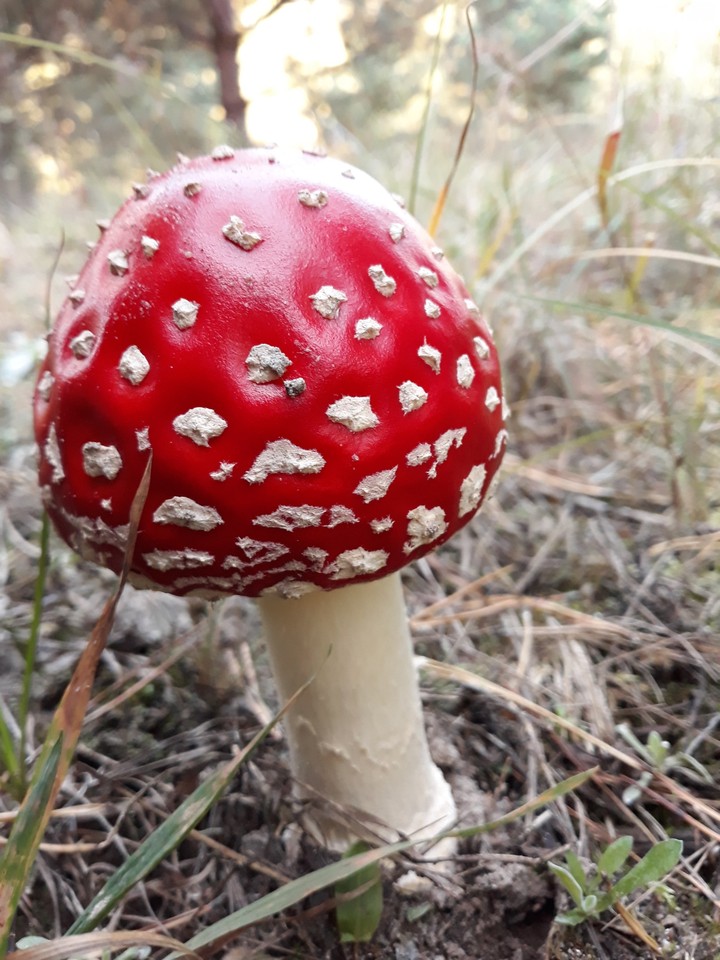 Мухомор