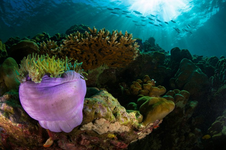 coral