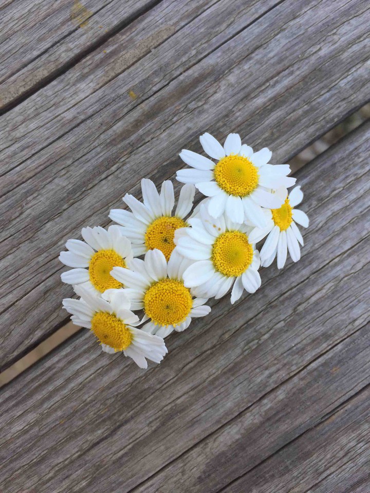 daisy