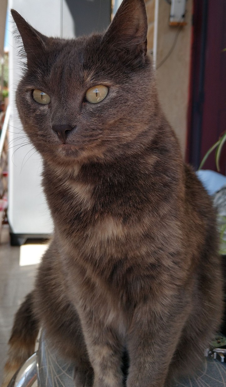 cat