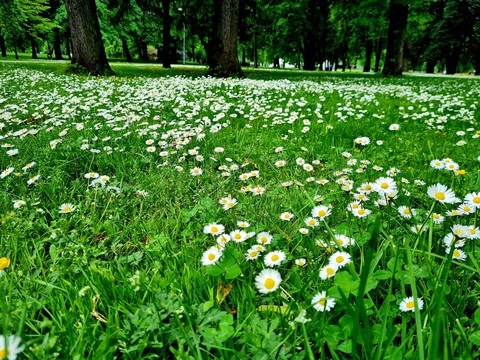 The nicest Carpet of them all :)