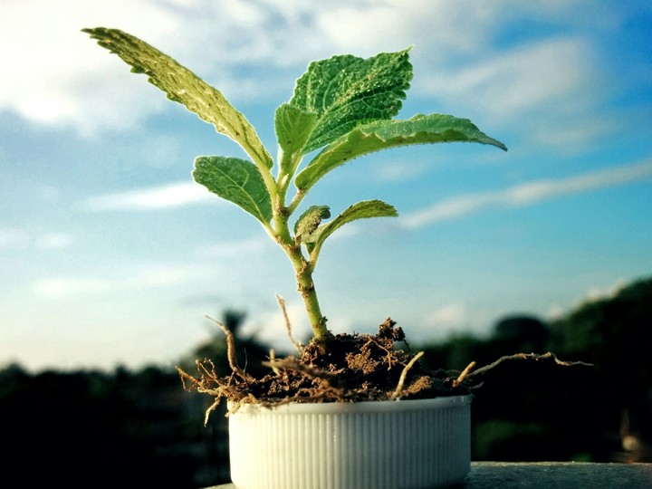 Save trees save lives