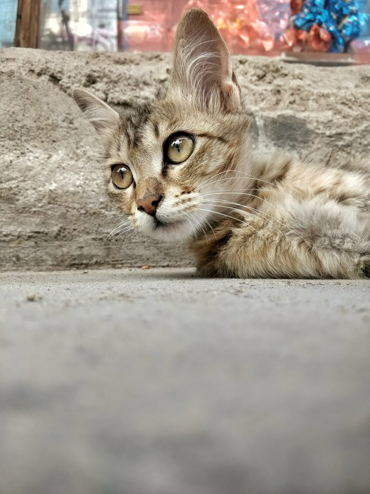 Kitty
