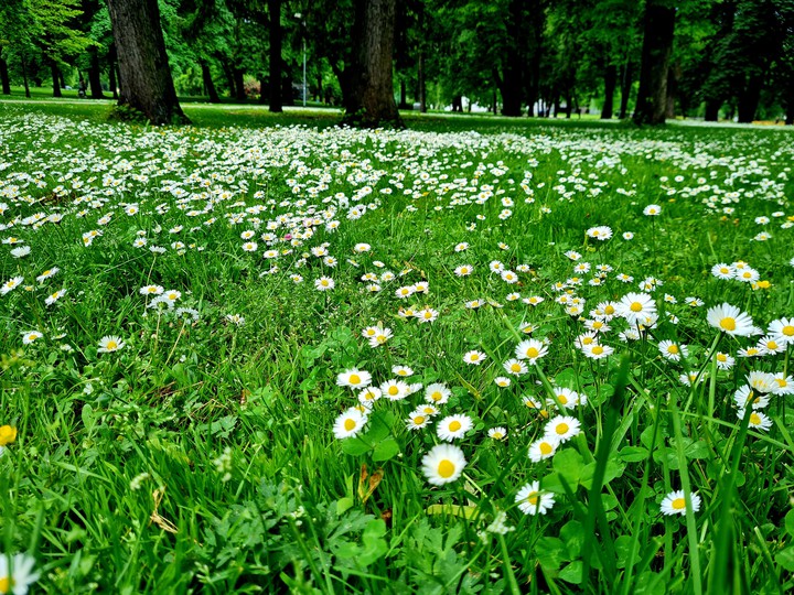 The nicest Carpet of them all :)