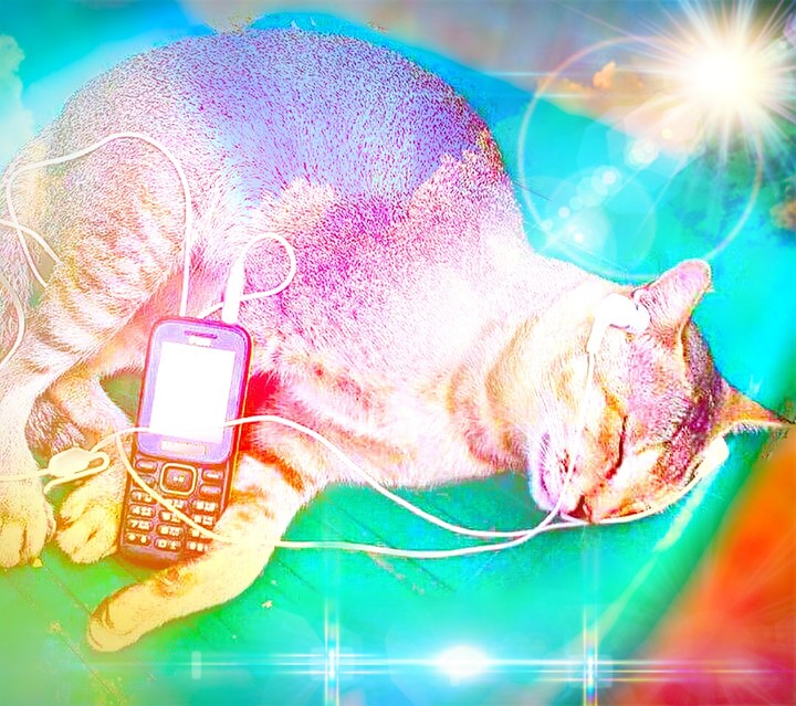 Cutecat