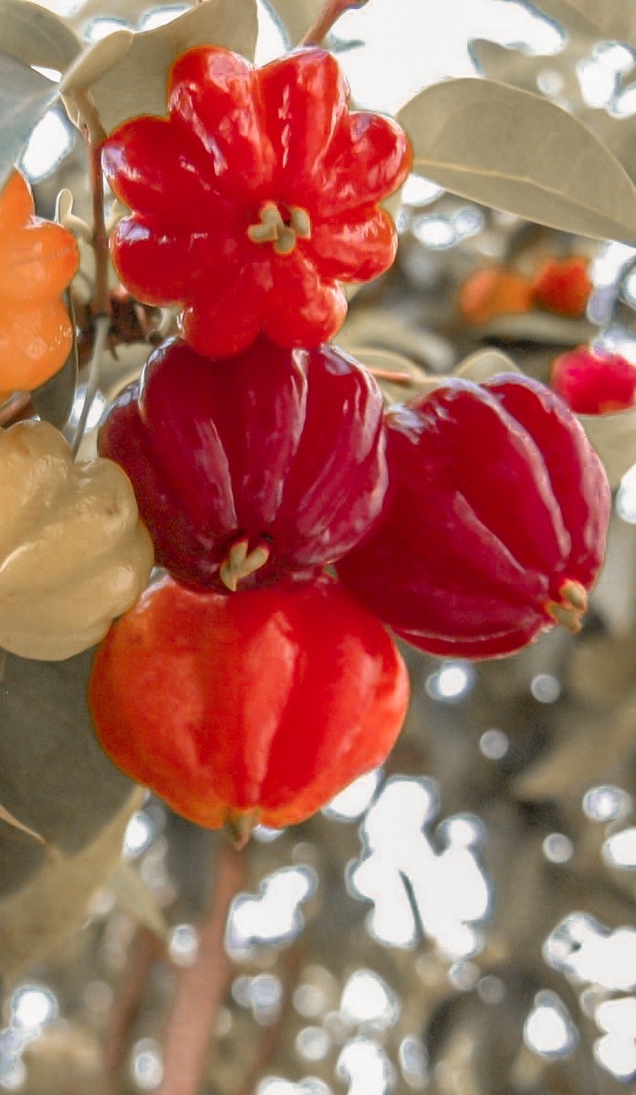Fruits