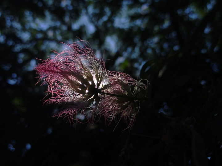 little light