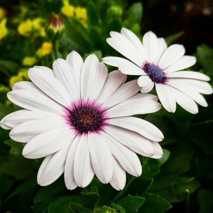 White Flowers