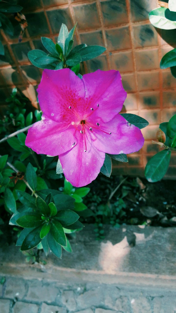 Flor