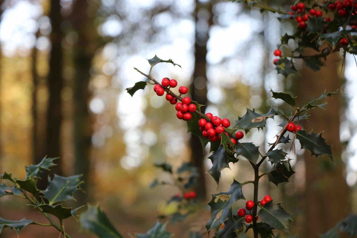 autumn