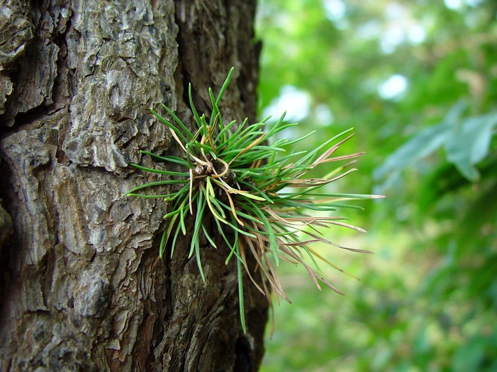 Plant