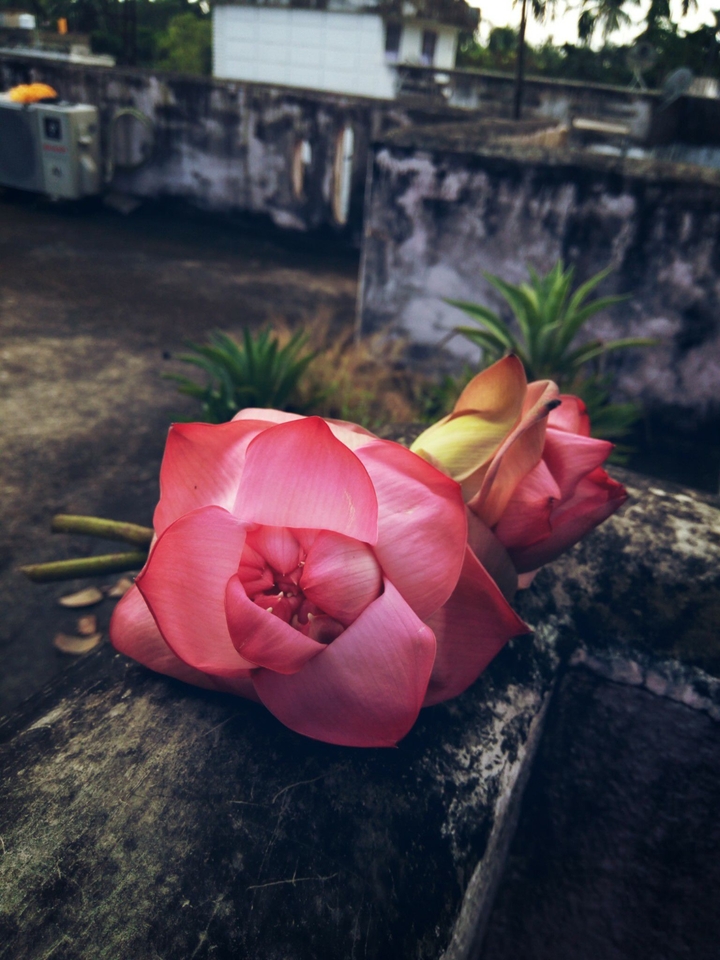 Lotuses