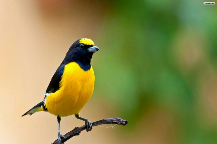 birds