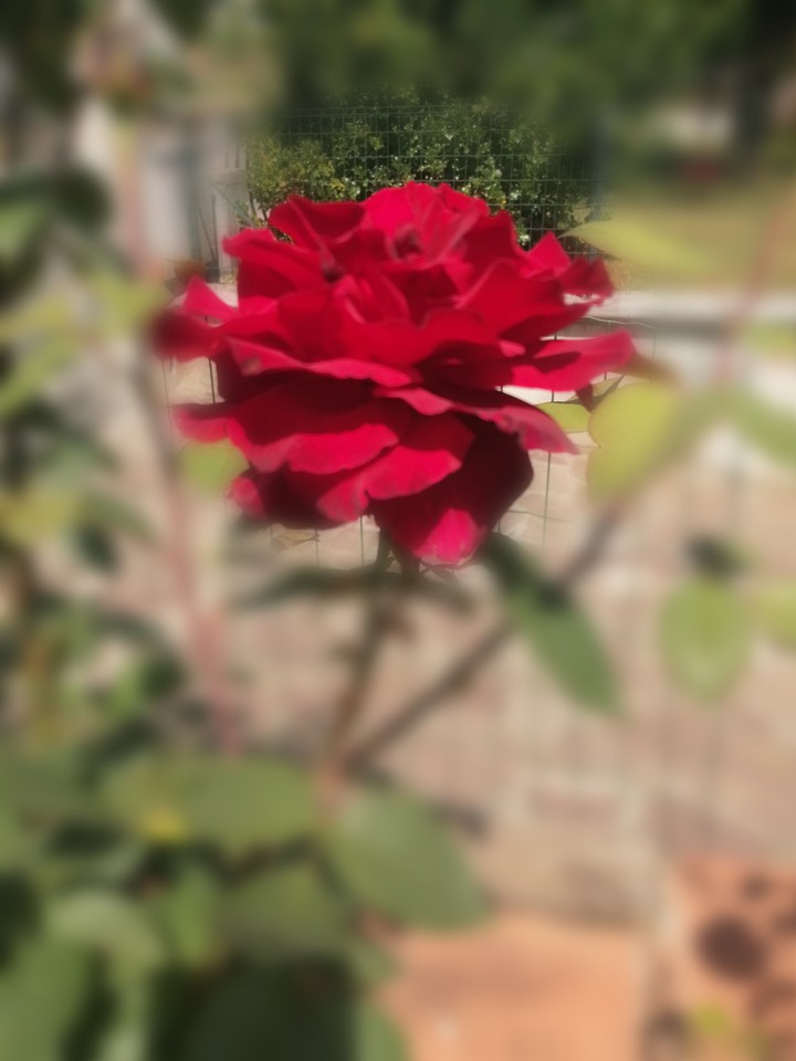 Rosa rossa
