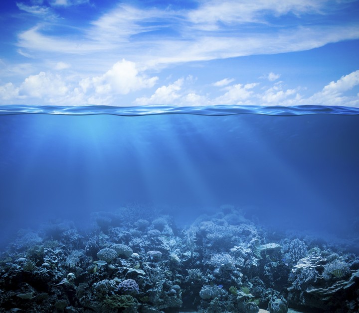The coral reef