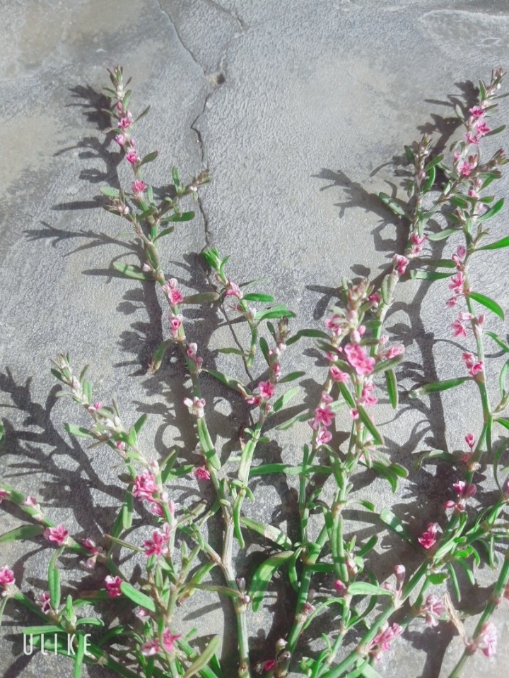flowers bloom silently