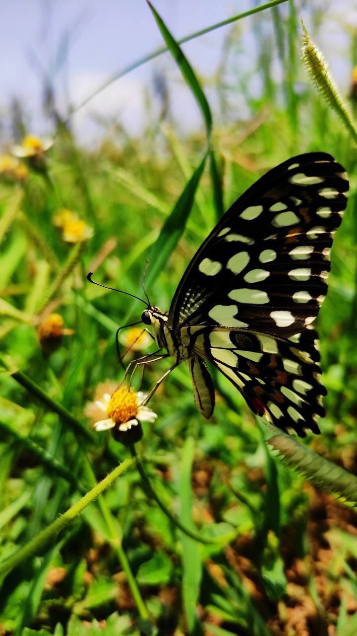 butterfly