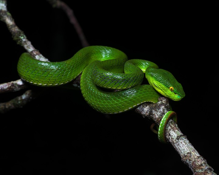 green snake