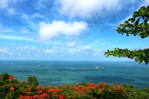 Flowers by the sea