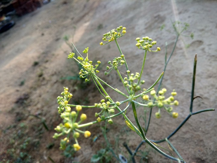 #mobilephotography