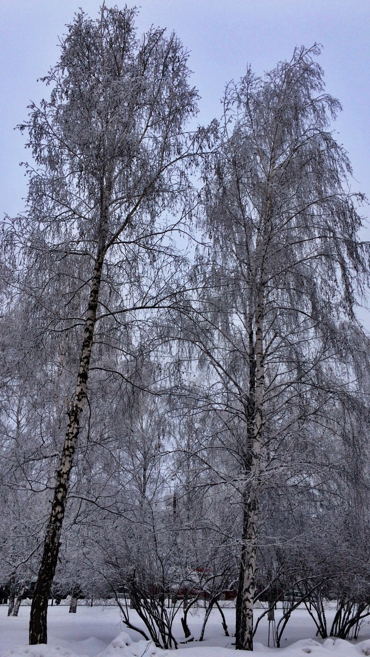 Moroz