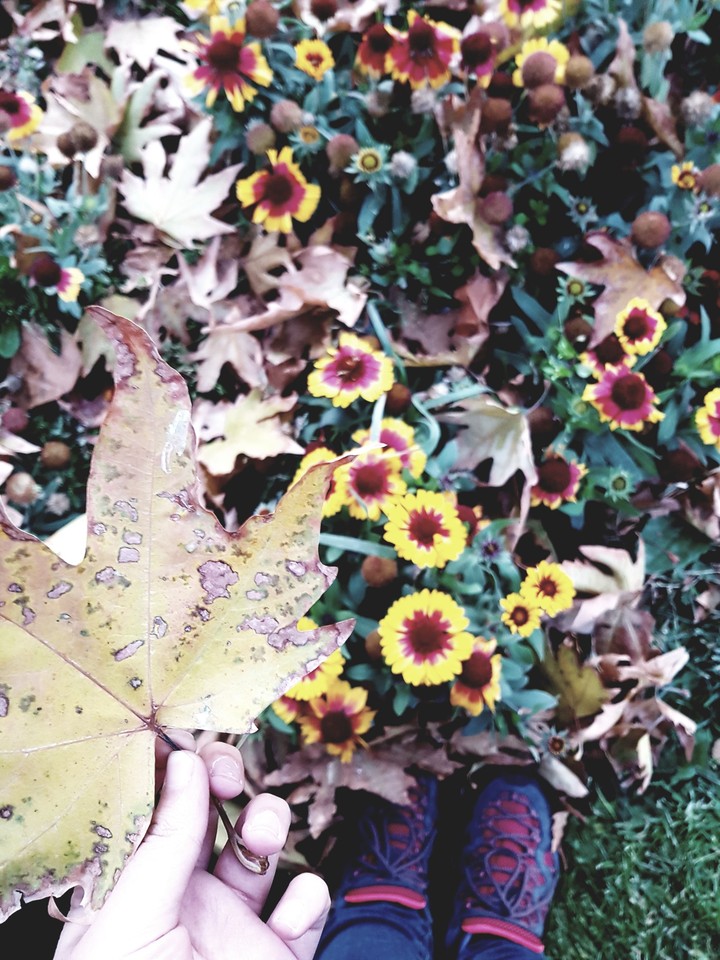 flowers of Faculty of Sociology