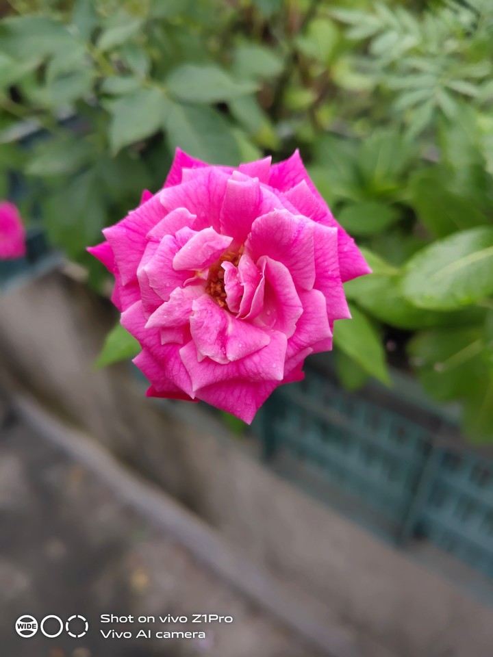Red Rose