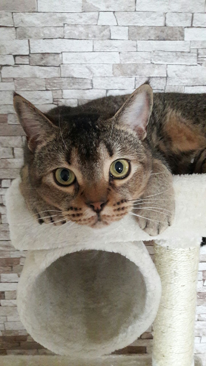 Sammy