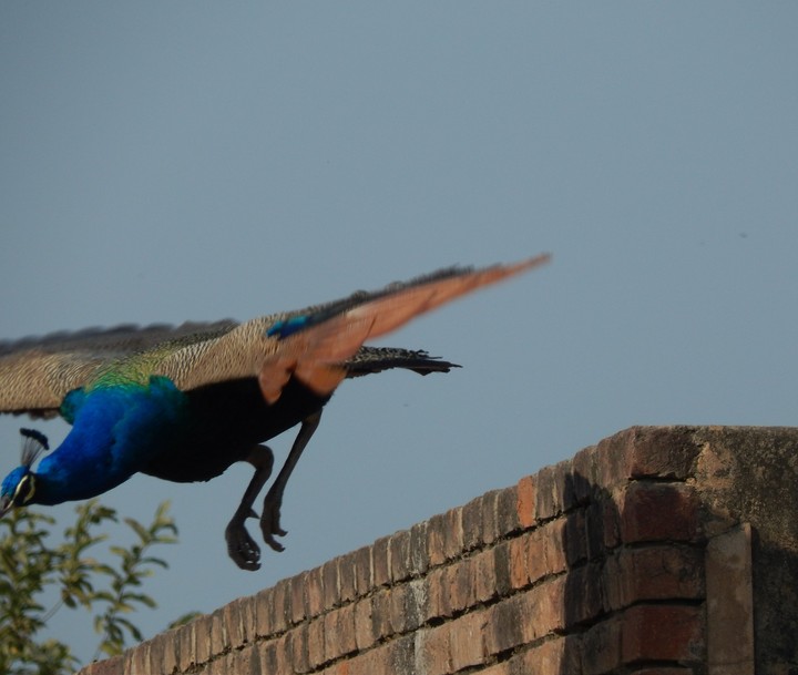 Flying Peacock