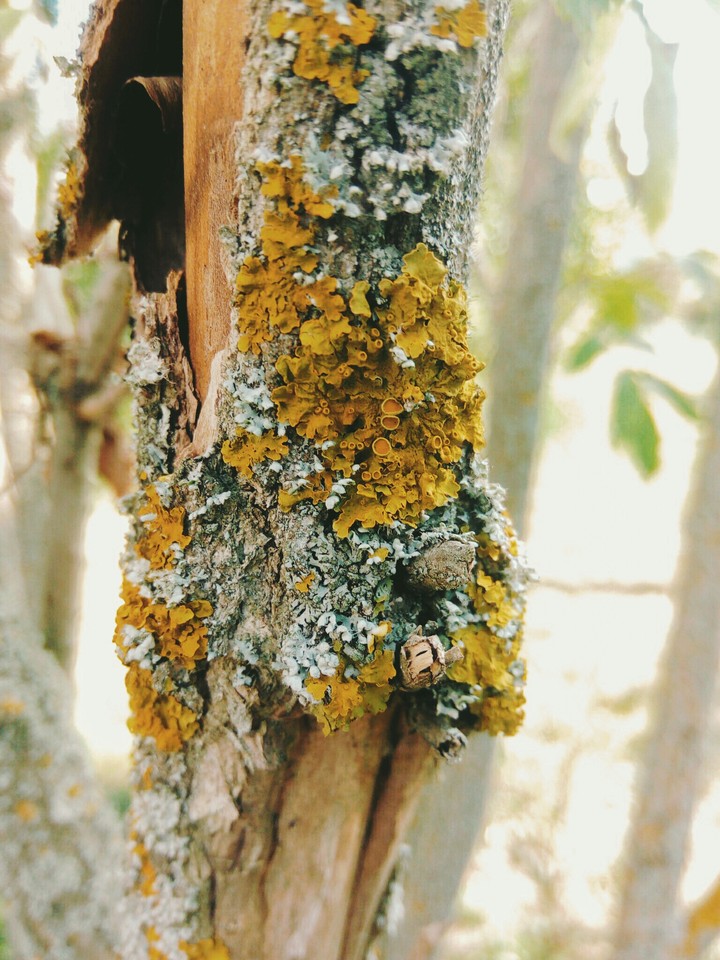 special bark of the tree