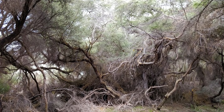 dense forest