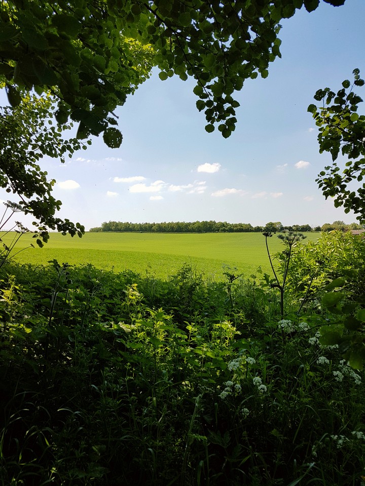 Field view